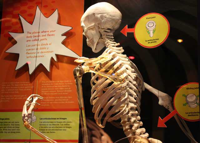 The Health Museum